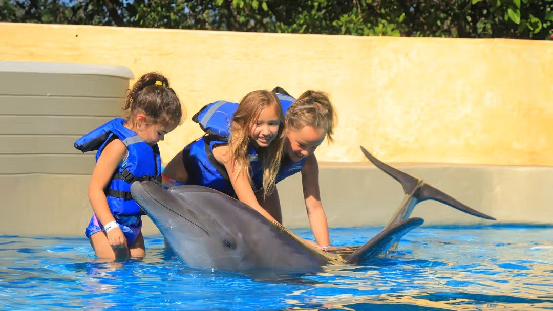 Meet and Greet a Dolphin
