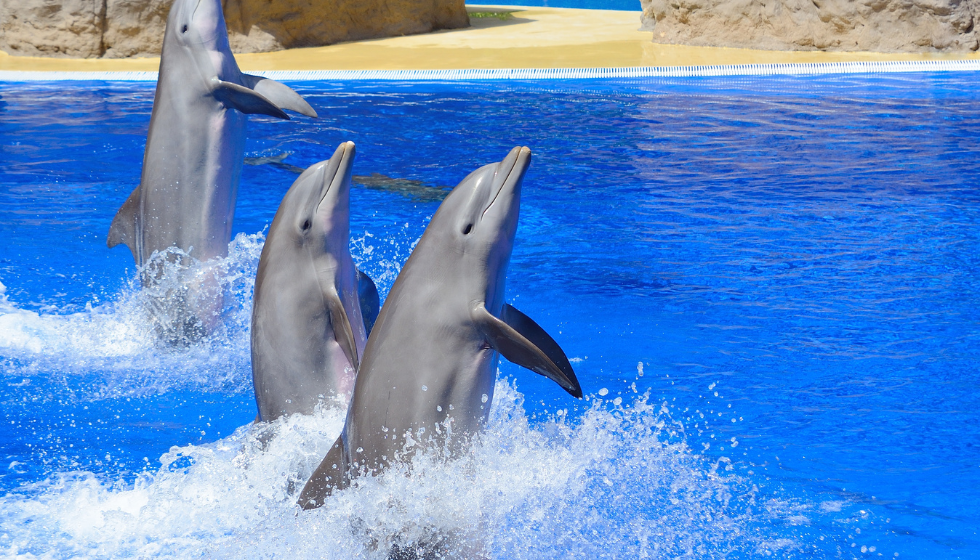 Alanya Dolphin and Sea Lion Show | Both Way Transfer is Included