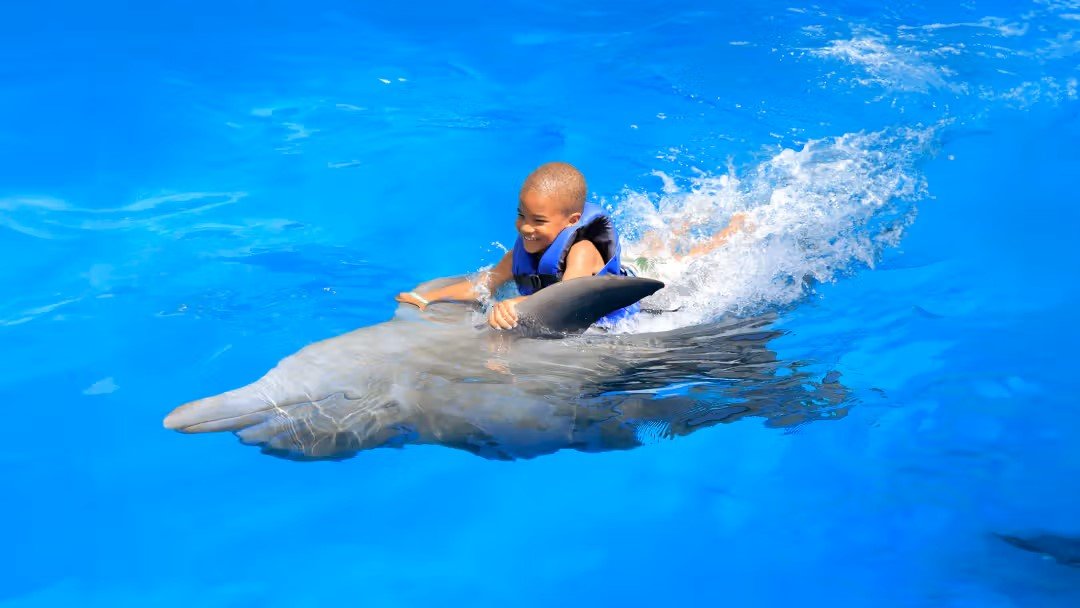 Alanya: Swimming with Dolphins | Both Way Transfer is Included