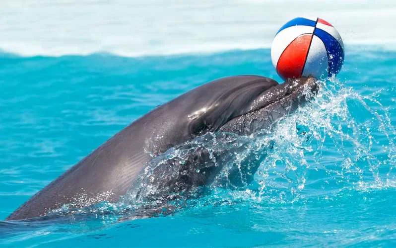 Dolphin Show