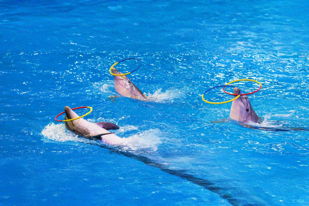Alanya Dolphin and Sea Lion Show | Both Way Transfer is Included