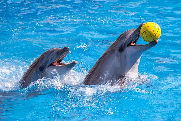 Alanya Dolphin and Sea Lion Show | Both Way Transfer is Included