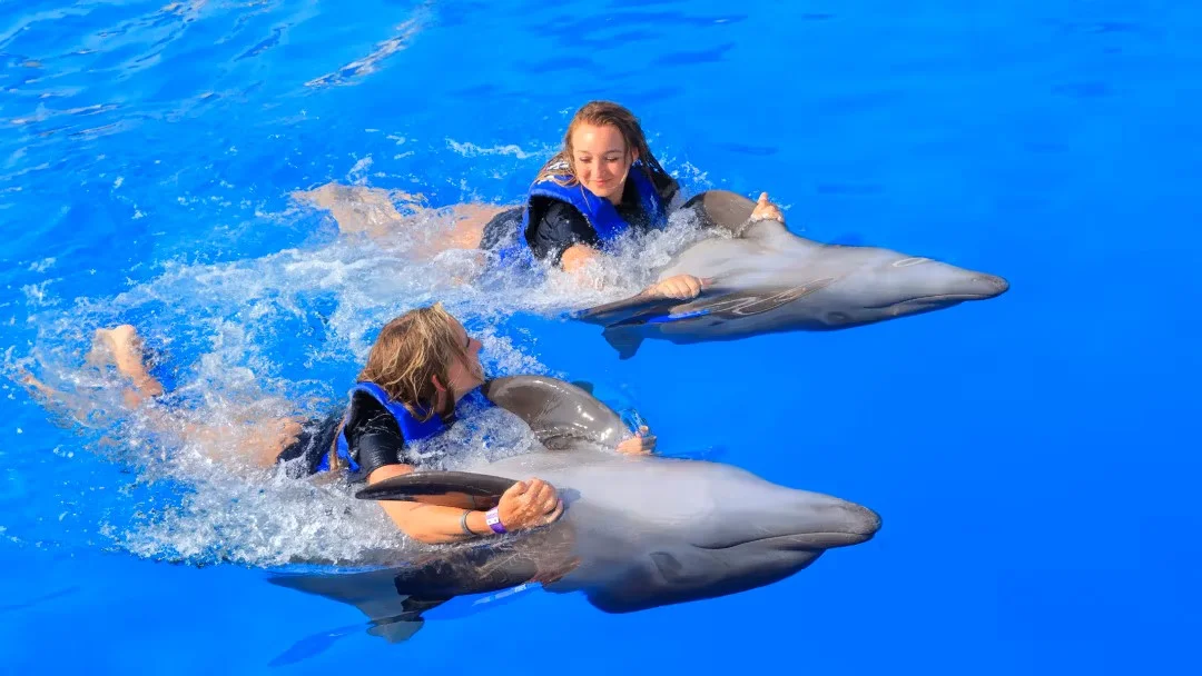 Alanya: Swimming with Dolphins | Both Way Transfer is Included
